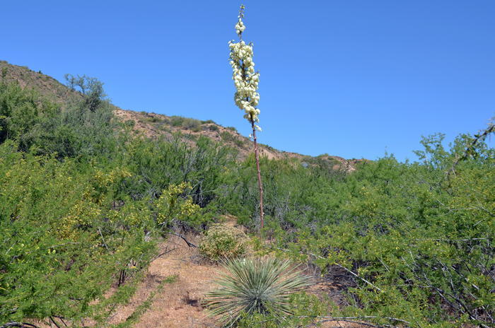 Soaptree Yucca is one of the most important resources for southwestern North American indigenous peoples. Similar to the Banana Yucca, almost all parts of the Soaptree Yucca are used including stalks, leaves, flowers, fruits and roots. The plant provides a food source and materials for development of a variety of items. Yucca elata 